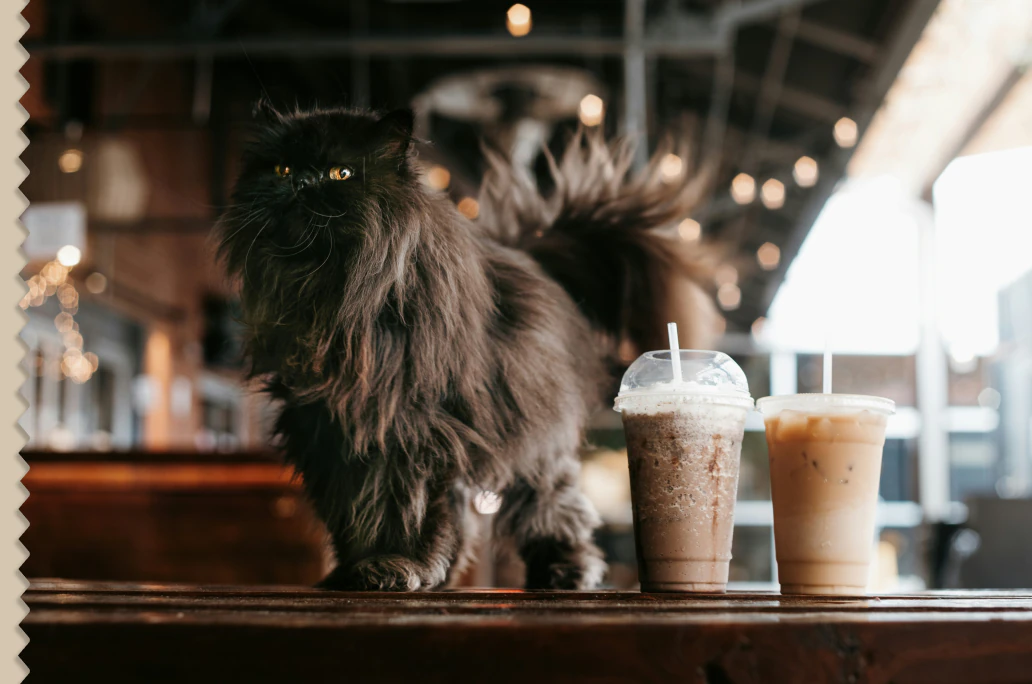 cat standing on a table at a café